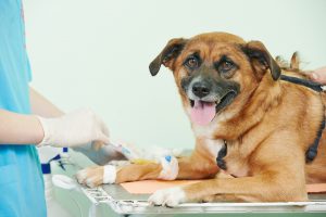 what-happens-when-your-pet-gets-injured