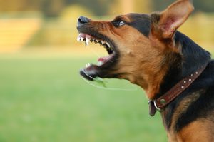 what-you-should-know-about-dog-bites