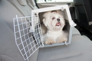 keeping-your-dog-safe-in-the-car