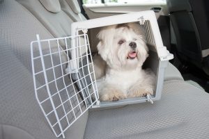 Keeping Your Dog Safe In The Car