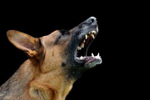 dog-bites-occur-hundreds-of-times-per-year-in-florida