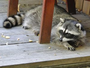 are-you-liable-when-someone-is-injured-by-a-wild-animal-on-your-property