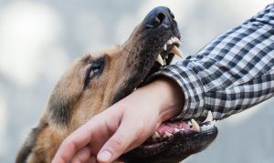 Understanding The Basics Of Florida Dog Bite Laws