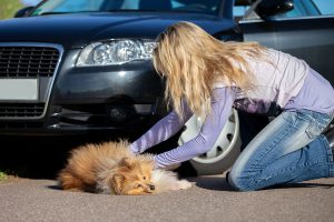 What to Do When Pets Get Involved in a Road Accident