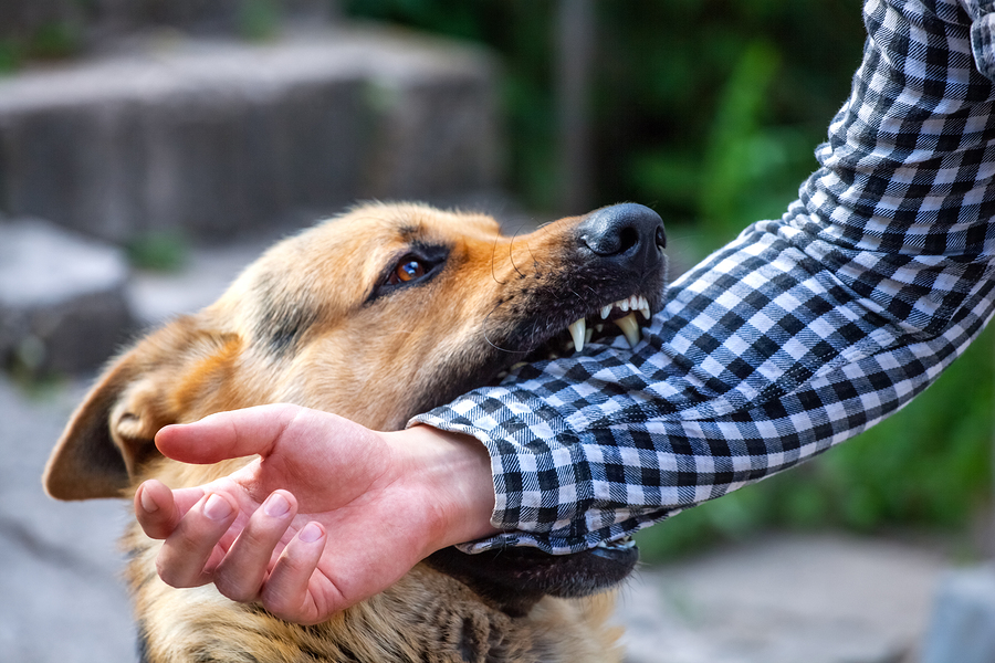 failing-to-vaccinate-dog-bite-injuries-and-lawsuits