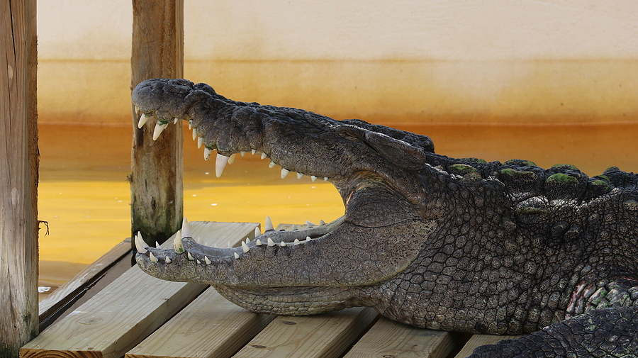 alligator-attacks-in-florida-cause-growing-concern