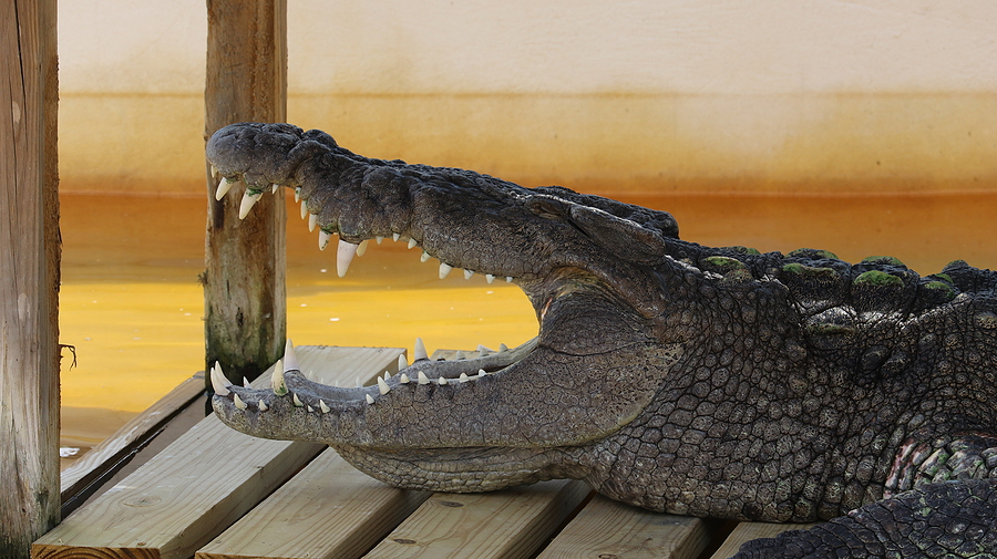 Alligator Attacks in Florida Cause Growing Concern