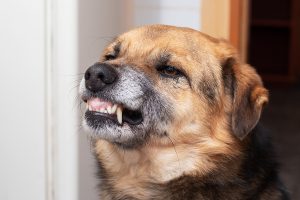 how-the-pandemic-may-lead-to-more-dog-bite-injuries