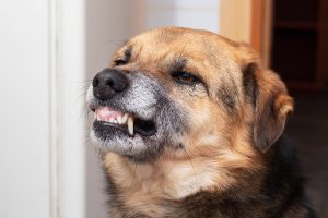 How the Pandemic May Lead to More Dog Bite Injuries