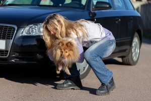 what-happens-when-my-pet-is-also-involved-in-a-car-accident