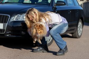 What Happens When My Pet Is Also Involved In A Car Accident?