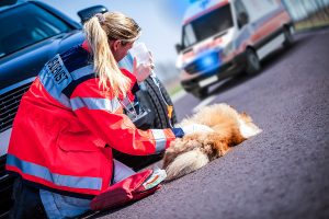 What Should I Do When An Animal Caused The Car Accident?