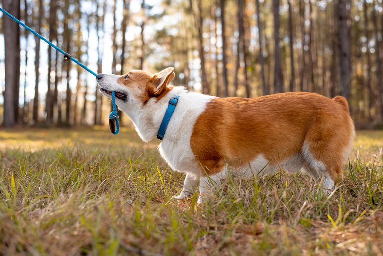 St. Petersburg Has Leash Laws Even If Florida Doesn’t